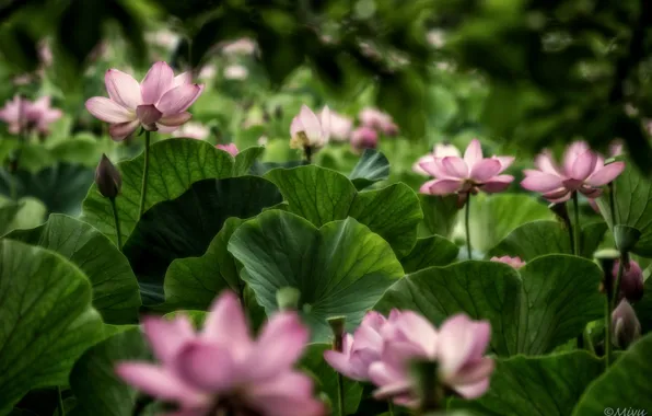 Picture leaves, pond, Lotus