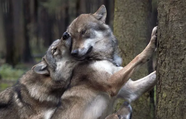 Picture nature, predator, animal, wolf, wildlife, portrait, portrait., Canis lupus. face