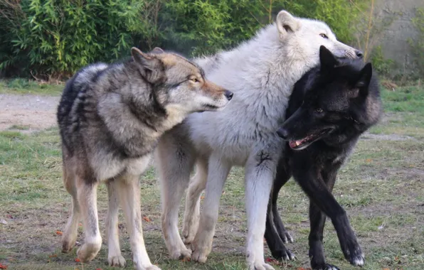 Nature, snow, predator, face, animal, wolf, wildlife, portrait