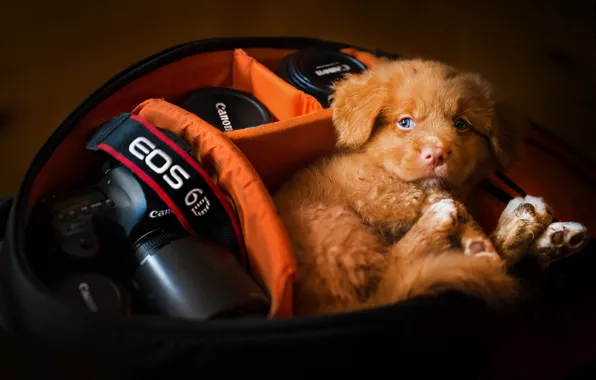 Picture dog, the camera, puppy, case, Nova Scotia duck tolling Retriever