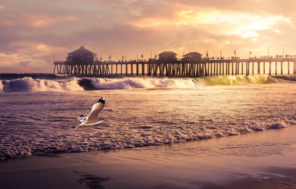 Sea, people, Seagull, pierce