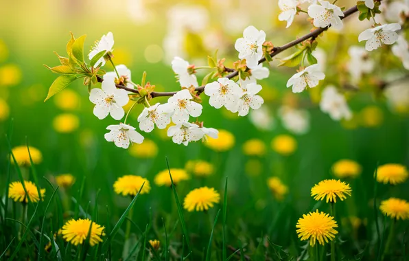 Close-up, cherry, dandelion, Wallpaper, garden, menstruation