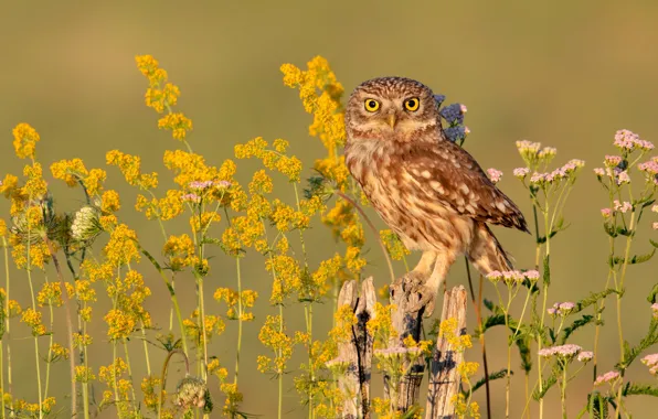 Picture flowers, yellow, owl, bird, owl