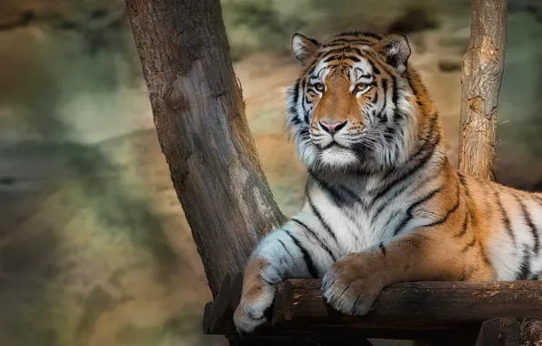 Picture look, trees, tiger, paws, lies