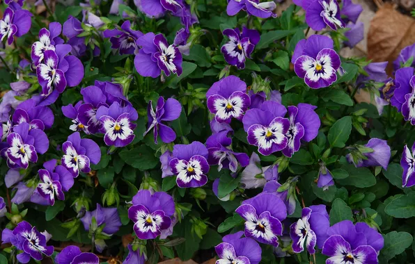 Flowers, spring, purple, Pansy, flowerbed, a lot, lilac, viola