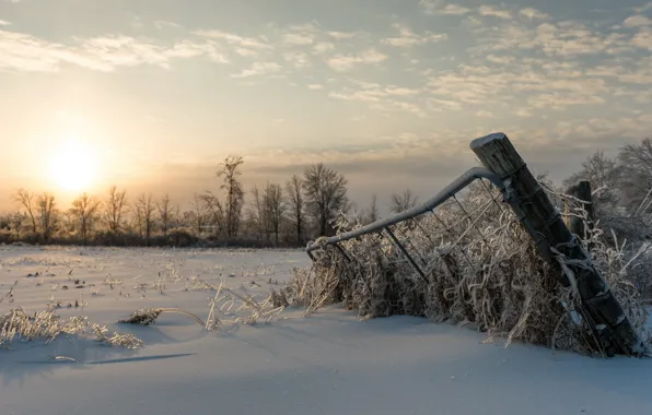 Picture winter, field, snow, morning