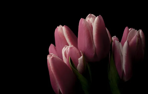 Nature, background, tulips