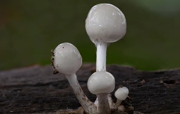 Autumn, nature, background, mushrooms, mushroom, branch, dampness, white mushrooms