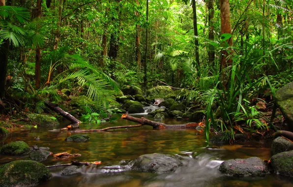 Trees, nature, stones, palm trees, plants, jungle, ferns, trees