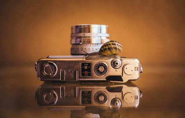 Macro, background, snail, camera