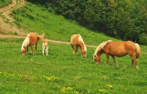 Field, forest, flowers, horses, slope, horse, meadow, red