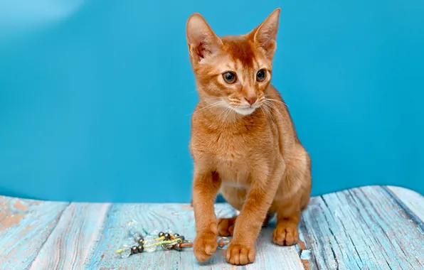 Cat, look, pose, kitty, toy, Board, red, face