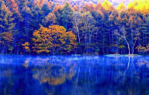 Picture autumn, forest, trees, lake, reflection