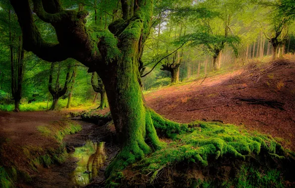 Picture greens, forest, water, trees, moss, slope