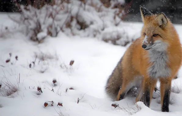 Winter, snow, nature, Fox, the snow, sitting, snowfall