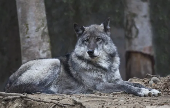 Picture nature, predator, animal, wolf, wildlife, portrait, portrait., Canis lupus. face