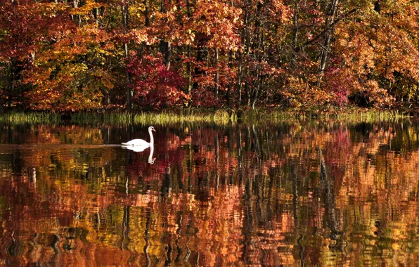 Picture autumn, forest, water, trees, landscape, nature, lake