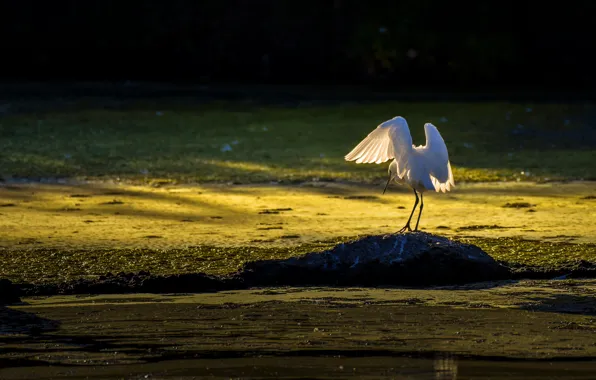 Light, pose, bird, shore, stone, shadows, white, pond