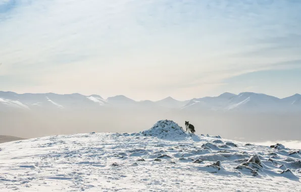 Picture winter, snow, mountains, dog, the border collie