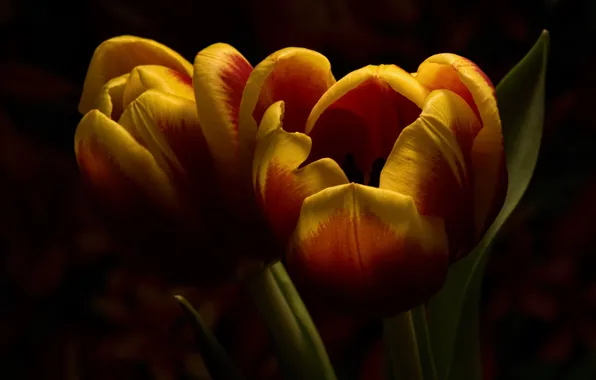 Picture leaves, macro, flowers, the dark background, tulips, orange, Duo, buds