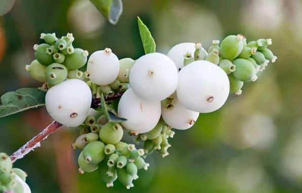 Berries, branch, bunch, the snowberry