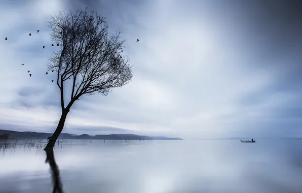 Picture landscape, lake, tree, boat