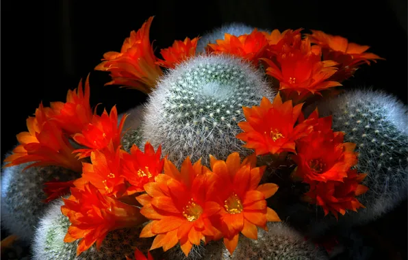 Picture flowers, flora, cacti