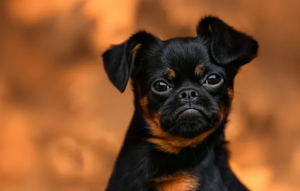 Face, background, portrait, dog, Elena Solovyova, Petit Banbason