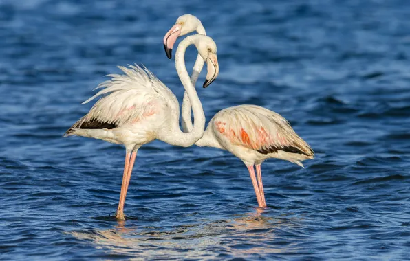 Picture BACKGROUND, WATER, PAIR, RUFFLE, SURFACE, PINK, BIRDS, FLAMINGO