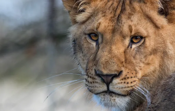 Cat, look, face, close-up, background, portrait, Leo, wild cats