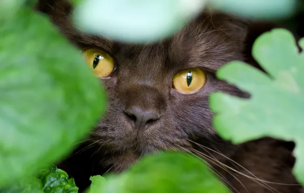 Eyes, cat, look, leaves, muzzle, disguise