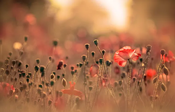 Picture field, summer, light, flowers, red, nature, glade, Mac