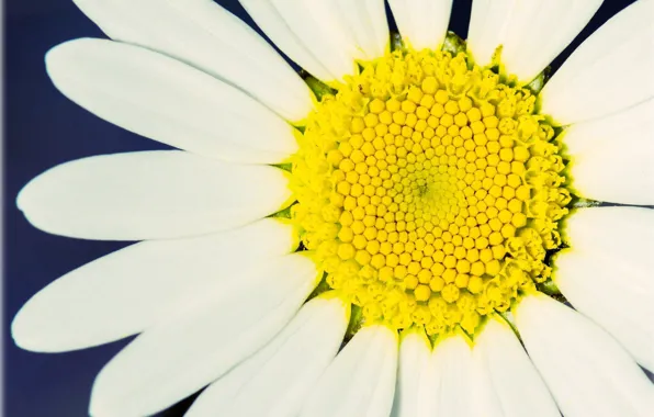 White, flower, macro, yellow, background, Wallpaper, petals, Daisy