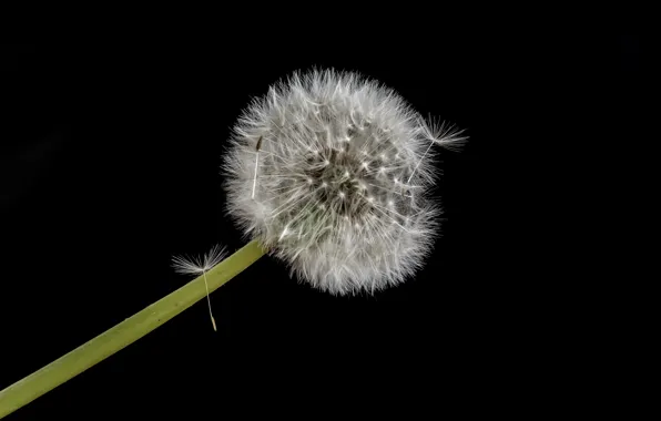 Nature, background, dandelion