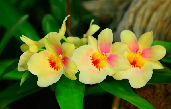 Leaves, macro, petals, Orchid