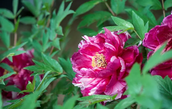Flower, leaves, peony