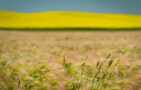 Wheat, field, summer, rape