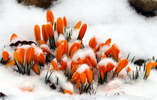 Snow, flowers, spring, crocuses, orange