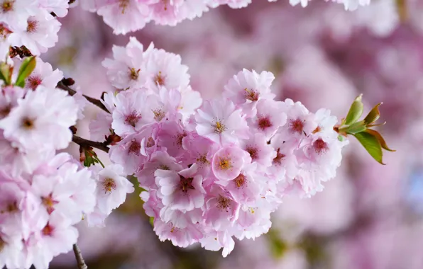 Spring, flowering trees, pink flower, cherry tree, the tree blooms, cherry blossoms