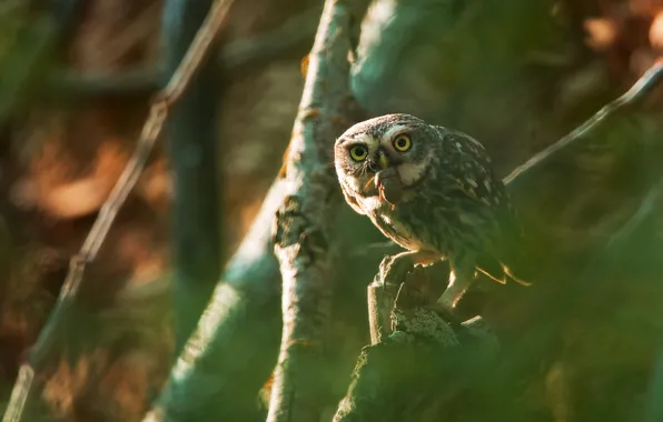 Forest, look, light, branches, pose, green, background, owl