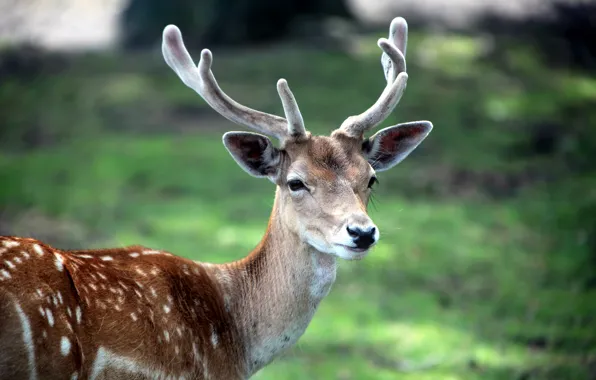 Face, animal, Wallpaper, deer, horns, wallpaper, opytnoe