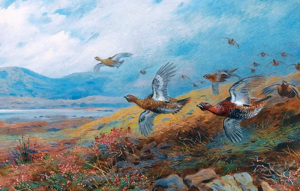 Flight, Birds, Picture, Archibald Thorburn, Archibald Thorburn,, Scottish painter, Partridges, Flying partridges