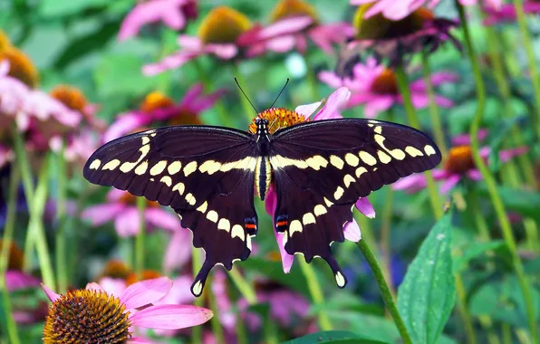 Flowers, macro, butterfly, wings, beautiful, closeup