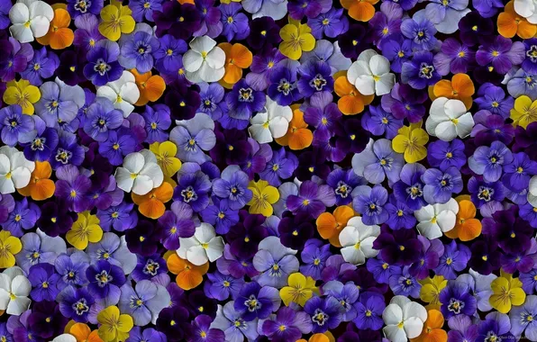Picture flowers, colored, flowers, color, violet, violet