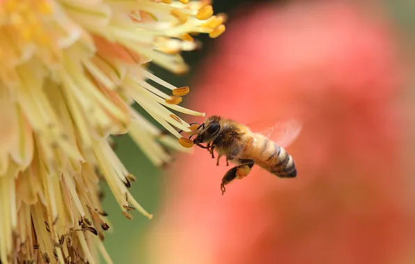 Picture flower, nectar, bee, insect