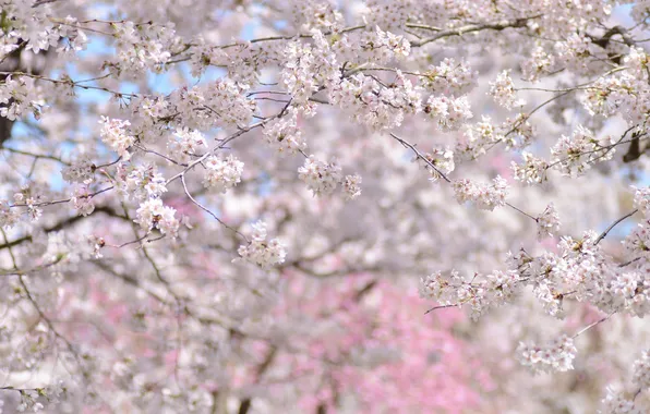 Trees, cherry, spring, Sakura, flowering