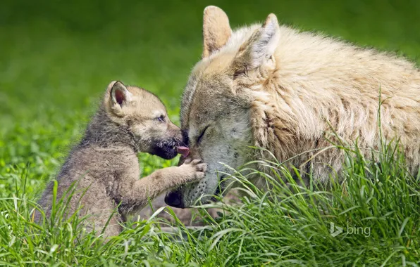 Picture grass, nature, wolf, wolf, the cub