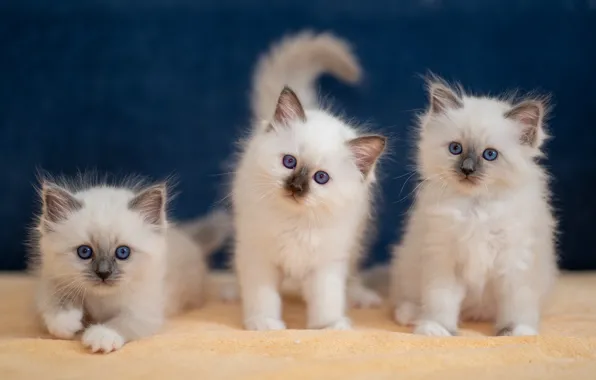 Picture kittens, trio, Trinity, Burmese