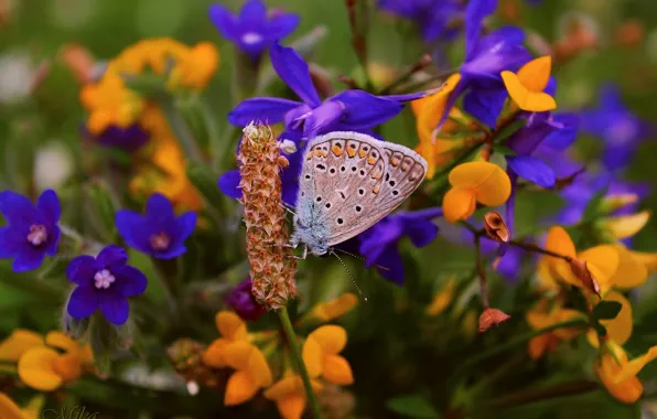 Picture Flowers, Butterfly, Flowers, Butterfly