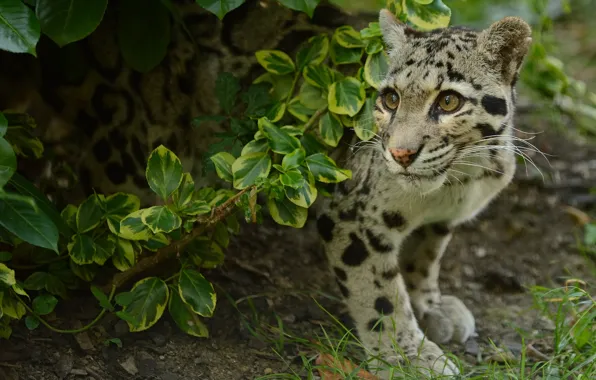 Picture cat, branch, leopard, clouded leopard